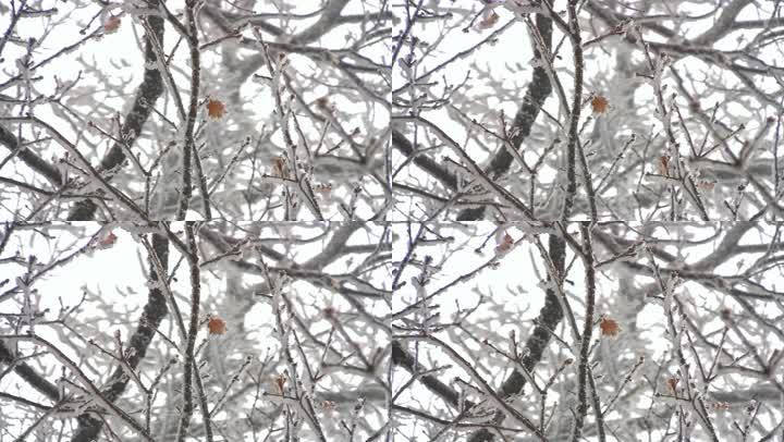 在风中醒来的树，覆盖着白霜。