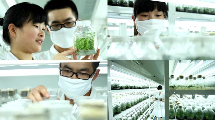 植物研究室的科学家研究幼苗培养
