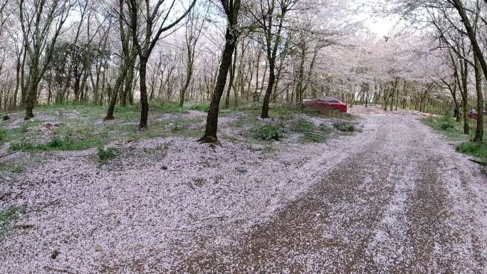 贵州平坝樱花