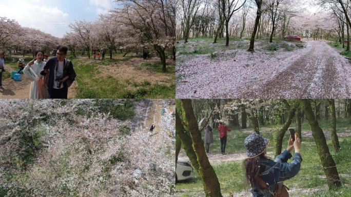 贵州平坝樱花