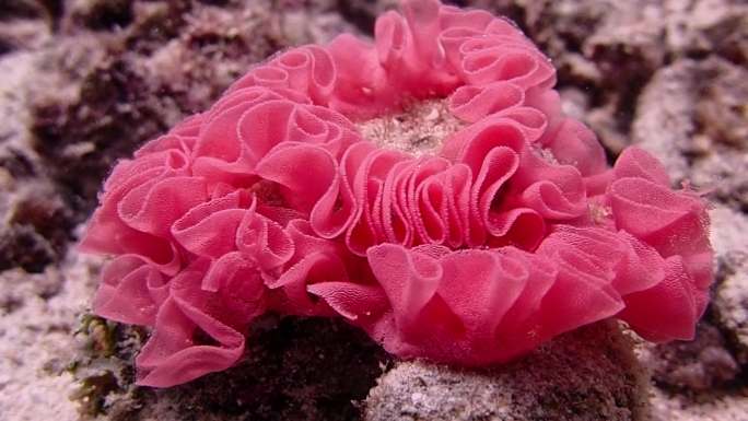 泰国普吉岛水下摄影珊瑚礁鱼群（三）