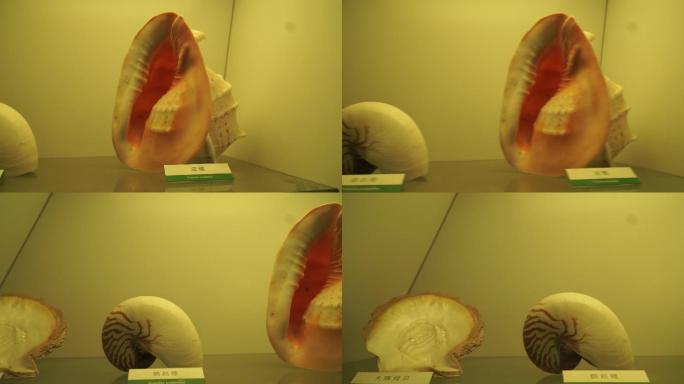深海贝壳珍珠贝甲壳生物标本海螺