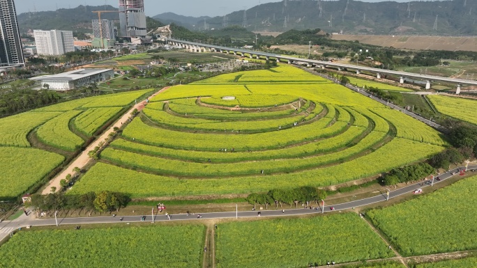 深圳光明小镇欢乐田园油菜花航拍