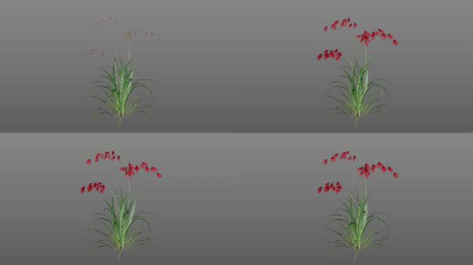 红花生长——C4D工程