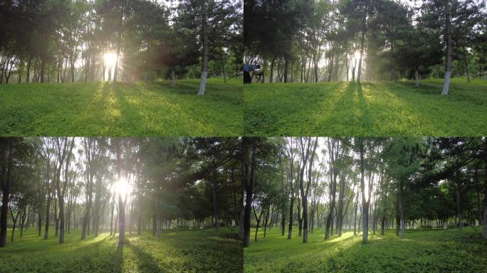树林光影阳光灿烂绿色环保森林公园绿树成荫