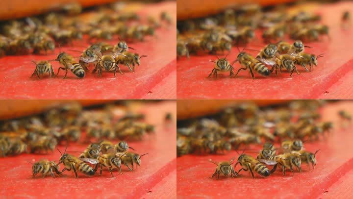 蜜蜂围成一个圈。