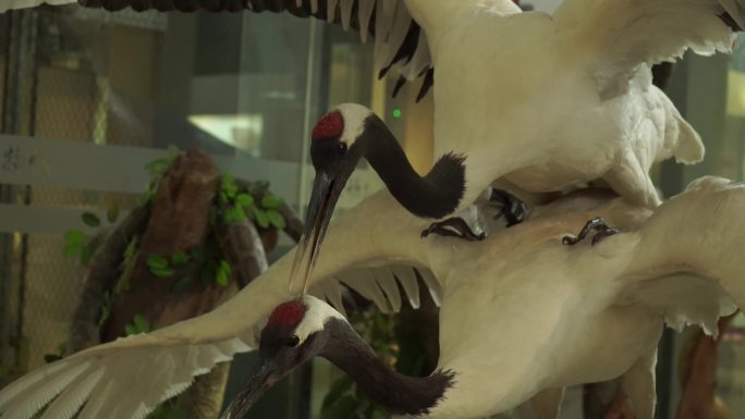 仙鹤白鹤保护动物鸟类标本