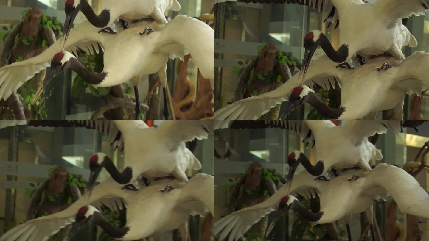 仙鹤白鹤保护动物鸟类标本