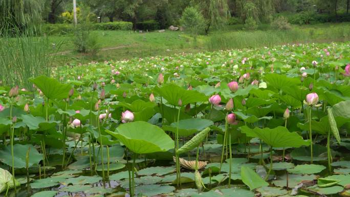 青海海东  朝阳山公园 荷花