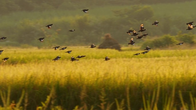 飞鸟飞翔的鸟群完美诗意乡村场景