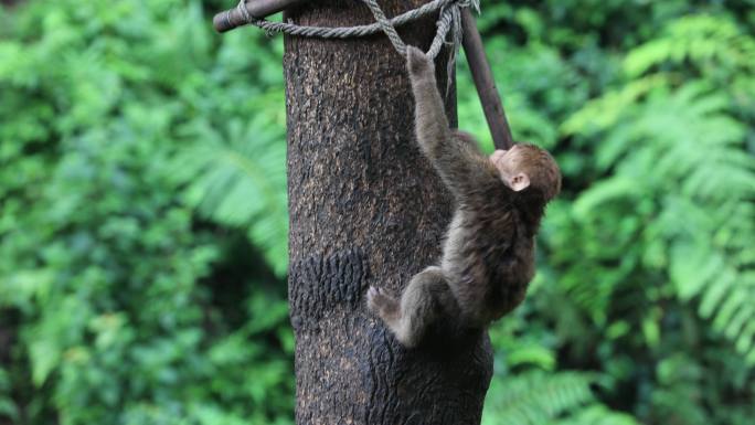 灵猴爬树