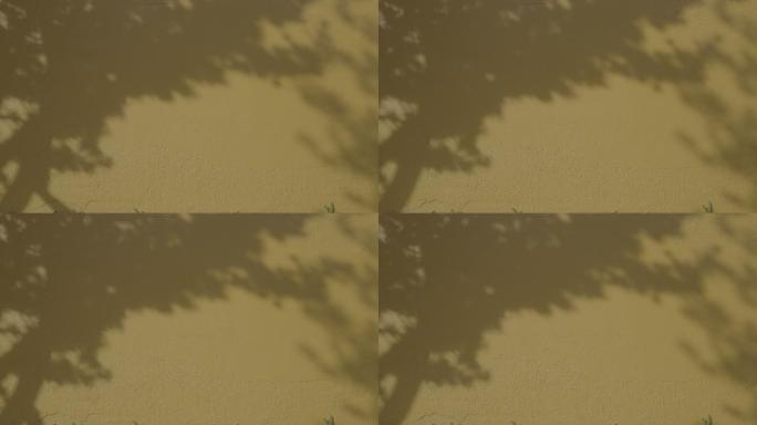 「有版权」原创墙上光影斑驳的树影4K