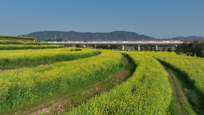 深圳光明小镇油菜花高铁航拍