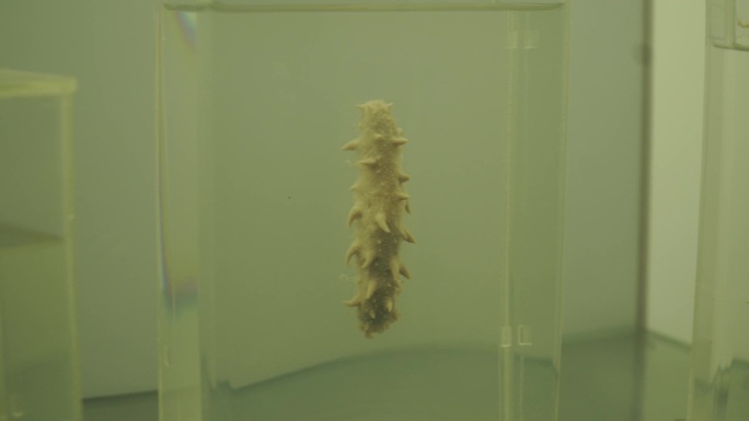 海星海胆海参标本深海