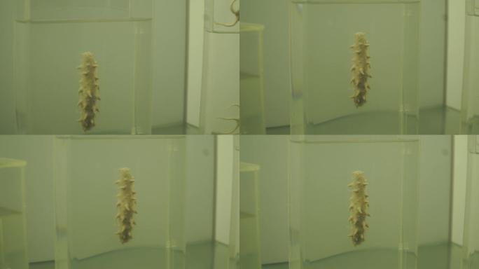 海星海胆海参标本深海