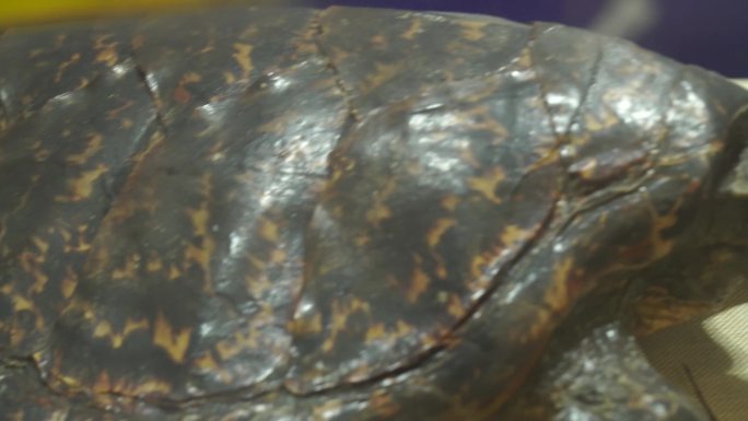 海龟陆龟乌龟玳瑁甲壳爬行动物标本