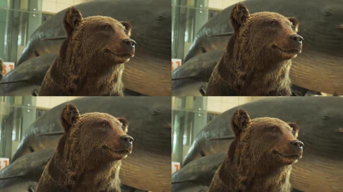 黑熊棕熊狗熊模型标本