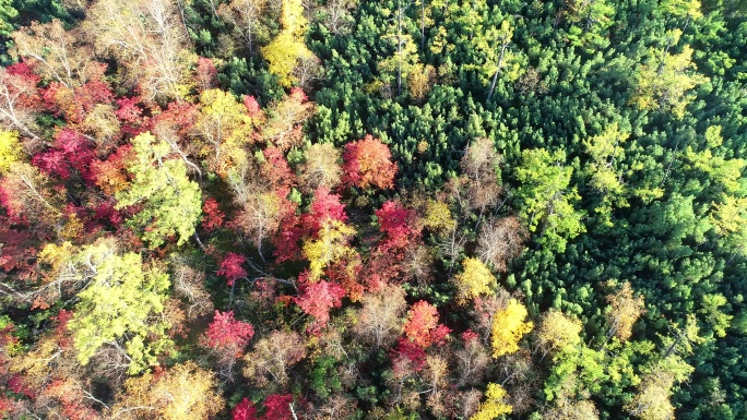 航拍大兴安岭秋季五彩森林