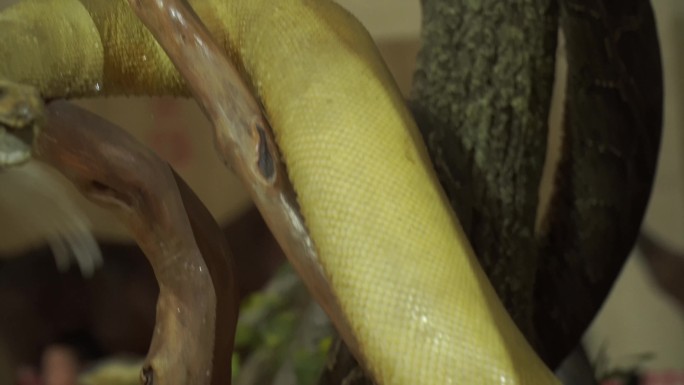 黄金蟒蛇爬宠爬虫标本