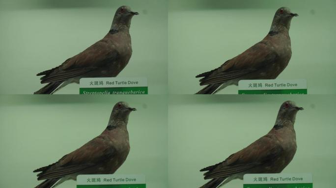 鹧鸪鸽子斑鸠鸟类标本