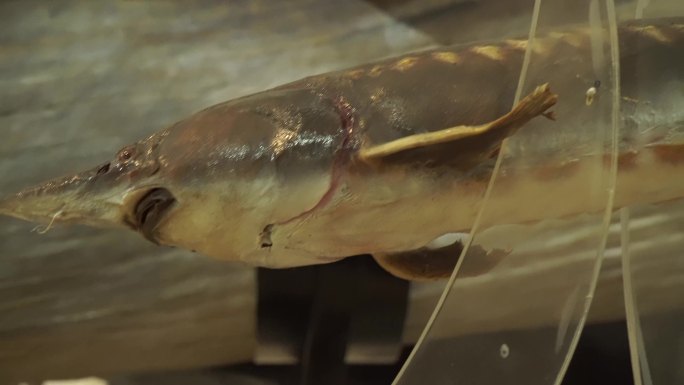 中华鲟鱼保护动物鱼类标本