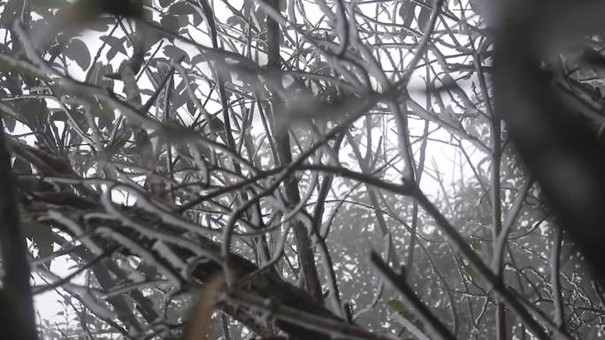 雾凇、霜冻的树枝