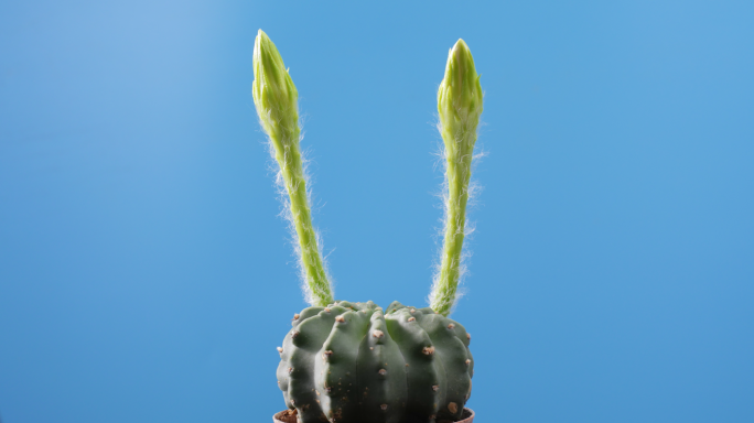 仙人掌开花 延时摄影