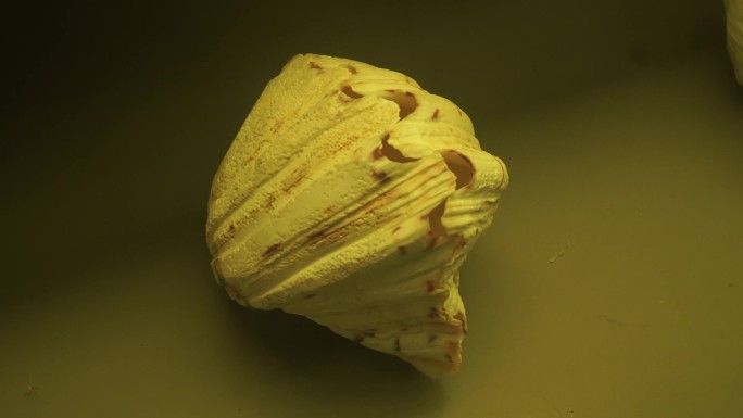 深海贝壳珍珠贝甲壳生物标本海螺