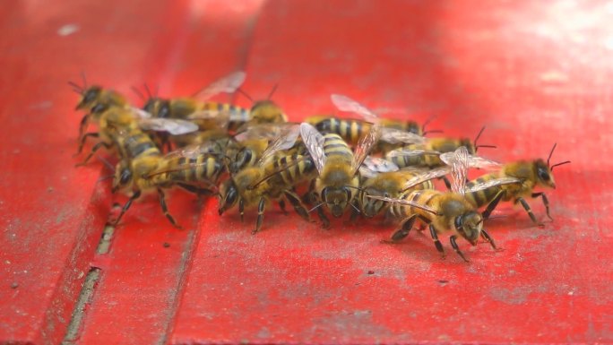 蜜蜂围成一个圈