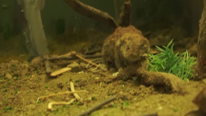 仓鼠田鼠鼹鼠老鼠鼠疫鼠害