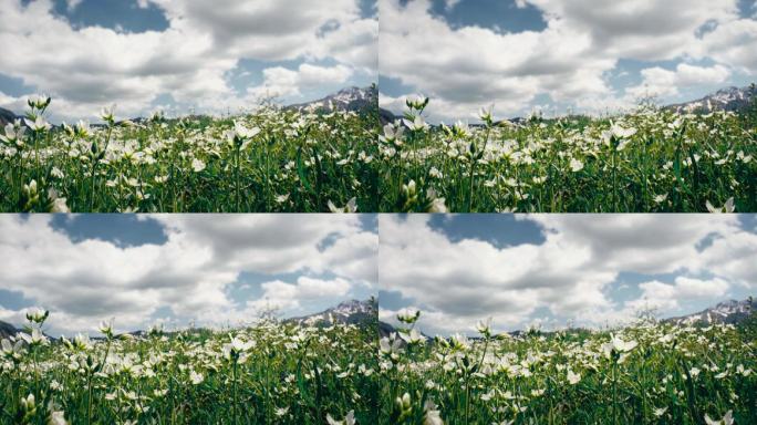 伊犁大草原蓝天白云下的野花