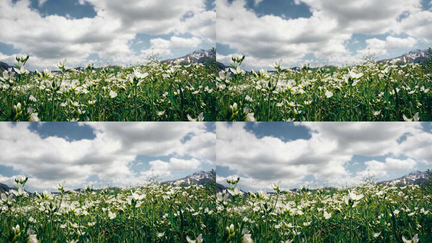 伊犁大草原蓝天白云下的野花