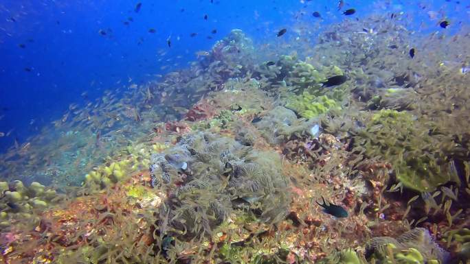 泰国普吉岛水下摄影珊瑚礁鱼群（一）