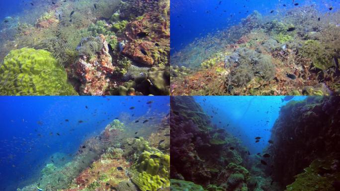 泰国普吉岛水下摄影珊瑚礁鱼群（一）