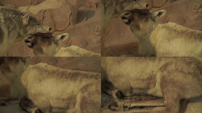 麋鹿驯鹿捕猎动物标本模型