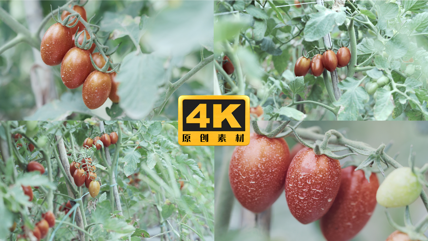 4K-水果西红柿，番茄种植，番茄实拍特写