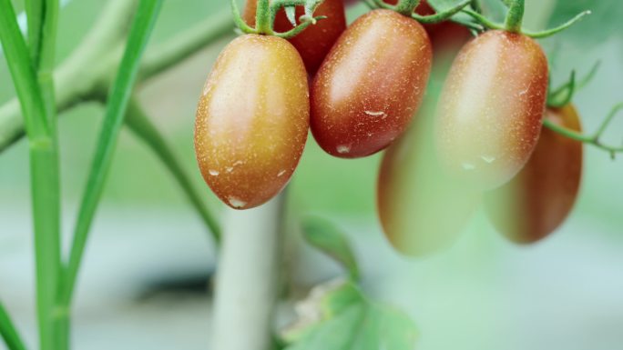 4K-水果西红柿，番茄种植，番茄实拍特写