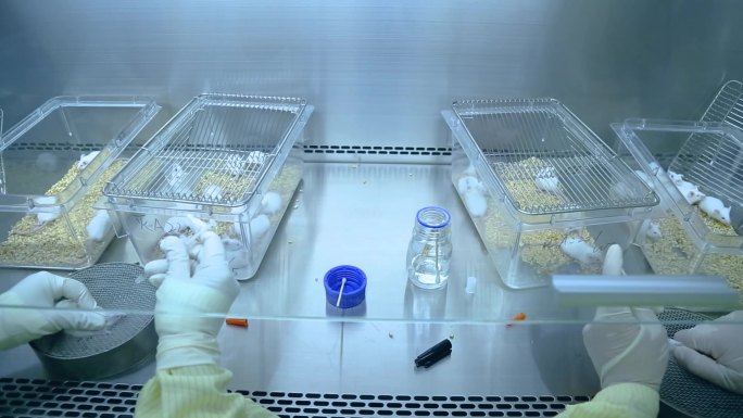 生物科技 实验 小白鼠
