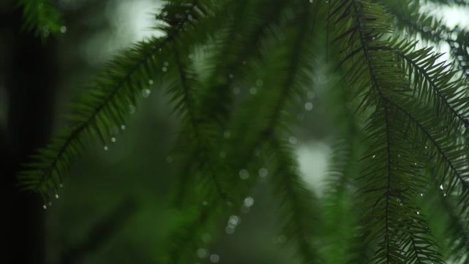 松林雨滴潮湿松针水滴晶莹剔透自然风光