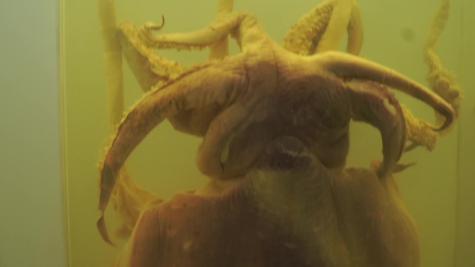 乌贼章鱼八爪鱼标本海洋水产