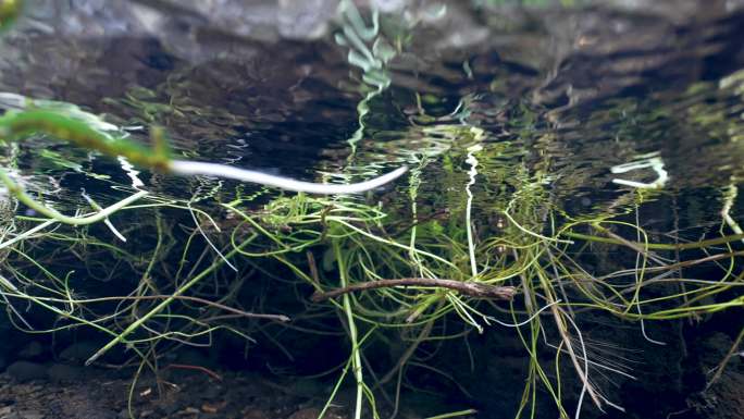 湿地水边植物