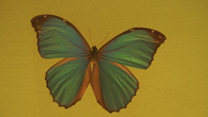 美丽翅膀蝴蝶昆虫标本