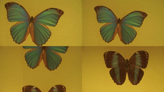 美丽翅膀蝴蝶昆虫标本