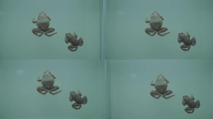 俯视青蛙蛤蟆两栖动物标本模型