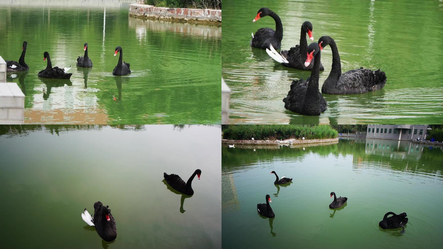 湖里的黑天鹅