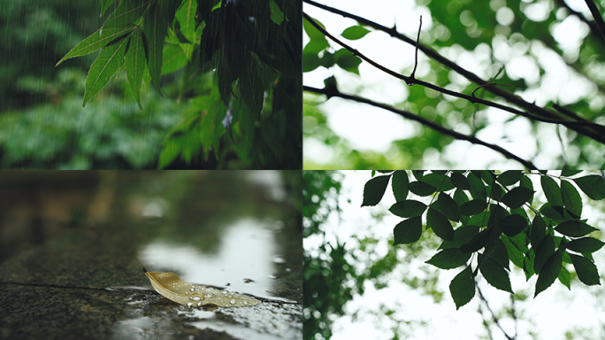 阴天下雨绿色青草雨滴水珠光影斑驳雨景降雨