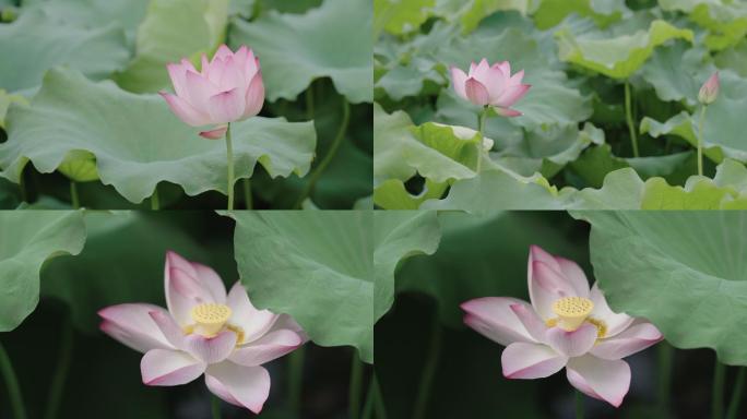 夏天荷花【清新 淡雅 特写】