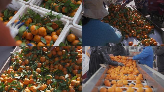 宜昌蜜桔 农民卖橘子 带叶子橘子