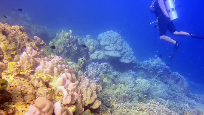 泰国普吉岛水下摄影珊瑚礁鱼群（二）