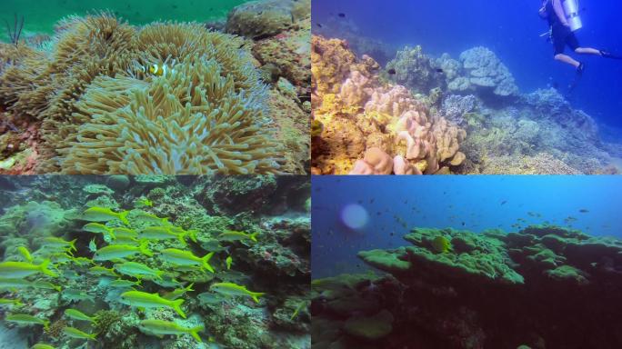 泰国普吉岛水下摄影珊瑚礁鱼群（二）